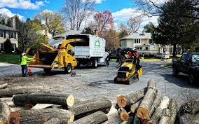 How Our Tree Care Process Works  in Courtland, VA